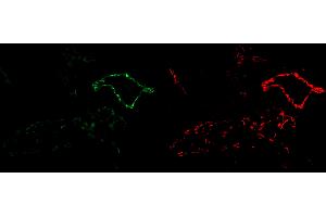 Immunofluorescence (IF) image for anti-Platelet/endothelial Cell Adhesion Molecule (PECAM1) (Extracellular Domain) antibody (Atto 647N) (ABIN7540331)