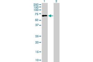 Western Blotting (WB) image for anti-Leukocyte Immunoglobulin-Like Receptor, Subfamily A (With TM Domain), Member 2 (LILRA2) (AA 1-466) antibody (ABIN524412)