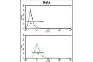 anti-Prostate Cancer Associated Transcript 1 (Non-Protein Coding) (PCAT1) (AA 506-534), (C-Term) antibody