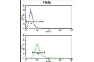 PCAT1 Antibody (C-term) (ABIN653258 and ABIN2842778) flow cytometry analysis of Hela cells (bottom histogram) compared to a negative control cell (top histogram). (PCAT1 antibody  (C-Term))