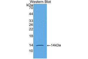 Western Blotting (WB) image for anti-Anti-Mullerian Hormone (AMH) (AA 453-560) antibody (ABIN3201364) (AMH antibody  (AA 453-560))
