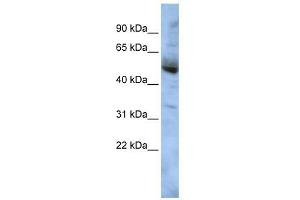 COPS4 antibody used at 1 ug/ml to detect target protein. (COPS4 antibody)