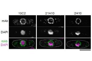 Immunofluorescence (IF) image for anti-Nucleoporin 98kDa (NUP98) (GLFG Motif), (N-Term) antibody (ABIN2452064) (NUP98 antibody  (GLFG Motif, N-Term))