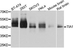 Western blot analysis of extracts of various cell lines, using TIA1 antibody (ABIN6293425) at 1:1000 dilution. (TIA1 antibody)
