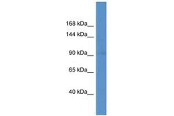 MAP3K10 antibody  (AA 880-929)