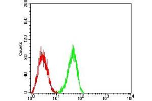 Flow cytometric analysis of HL-60 cells using CD148 mouse mAb (green) and negative control (red). (PTPRJ antibody  (AA 36-210))