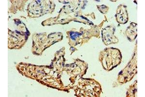 Immunohistochemistry of paraffin-embedded human placenta tissue using ABIN7150338 at dilution of 1:100 (MCM5 antibody  (AA 1-230))