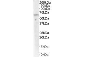 Western Blotting (WB) image for anti-Protein Phosphatase 2, Regulatory Subunit A, alpha (PPP2R1A) (C-Term) antibody (ABIN2465278) (PPP2R1A antibody  (C-Term))
