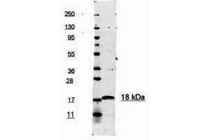 This antibody is primarily directed against mature, 17,000 MW human IL-1ß and is useful in determining its presence in various assays. (IL-1 beta antibody  (Cleavage Site, N-Term) (HRP))
