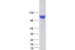 Validation with Western Blot (Dynamin 1 Protein (DNM1) (Transcript Variant 2) (Myc-DYKDDDDK Tag))