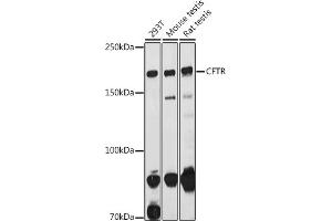 Western blot analysis of extracts of various cell lines, using CFTR antibody (ABIN6129855, ABIN6138469, ABIN6138470 and ABIN6224429) at 1:1000 dilution. (CFTR antibody  (AA 1161-1480))