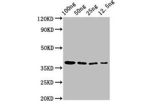 Western Blot Positive WB detected in Recombinant protein All lanes: BZLF2 antibody at 3 μg/mL Secondary Goat polyclonal to rabbit IgG at 1/50000 dilution Predicted band size: 38 kDa Observed band size: 38 kDa (BZLF2 (AA 34-223) antibody)