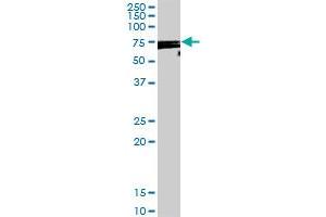 DDX53 MaxPab rabbit polyclonal antibody. (DDX53 antibody  (AA 1-631))