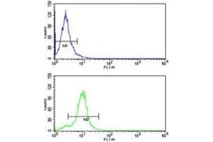 CYP2E1 antibody flow cytometry analysis of HepG2 cells (green) compared to a negative control (blue). (CYP2E1 antibody  (AA 402-429))