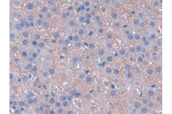 CYGB antibody  (AA 1-190)