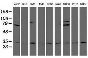 Image no. 2 for anti-Proteasome Subunit alpha 6 (PSMA6) antibody (ABIN1500463) (PSMA6 antibody)