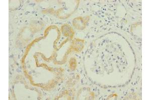 Immunohistochemistry of paraffin-embedded human kidney tissue using ABIN7173253 at dilution of 1:100