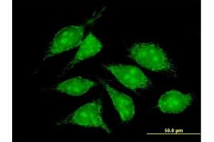Immunofluorescence of purified MaxPab antibody to COX5B on HeLa cell. (COX5B antibody  (AA 1-129))