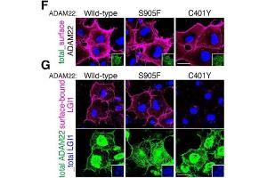 Cell-surface-expressed ADAM22 (F, magenta) and cell-surface-bound LGI1 (G, magenta) were live-labelled.