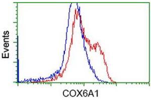 HEK293T cells transfected with either RC210485 overexpress plasmid (Red) or empty vector control plasmid (Blue) were immunostained by anti-COX6A1 antibody (ABIN2452913), and then analyzed by flow cytometry. (COX6A1 antibody)