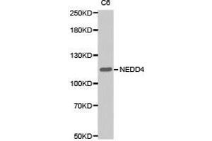Western Blotting (WB) image for anti-Neural Precursor Cell Expressed, Developmentally Down-Regulated 4, E3 Ubiquitin Protein Ligase (NEDD4) antibody (ABIN1873867) (NEDD4 antibody)
