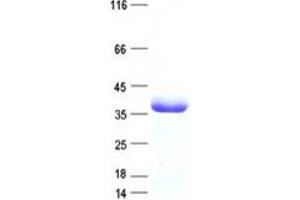 Clusterin Associated Protein 1 (CLUAP1) protein (DYKDDDDK Tag)