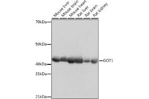 Western blot analysis of extracts of various cell lines, using GOT1 Rabbit mAb (ABIN7267426) at 1:1000 dilution. (GOT1 antibody)