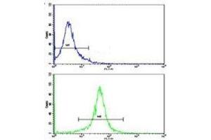Flow cytometric analysis of K562 cells using g-Actin antibody (green) (Actin, gamma 1 antibody  (AA 188-215))