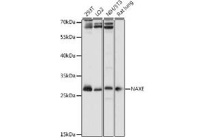 Western blot analysis of extracts of various cell lines, using NAXE antibody (ABIN7265633) at 1:1000 dilution. (APOA1BP antibody  (AA 48-170))