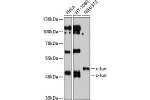 Western Blotting (WB) image for anti-Jun Proto-Oncogene (JUN) (AA 1-70) antibody (ABIN1513116)