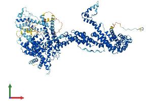 Protein Structure (PS) image for Cytoplasmic FMR1 Interacting Protein 2 (CYFIP2) (AA 1-1278) protein (His tag) (ABIN7553596)