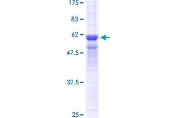 PPP4C Protein (AA 1-307) (GST tag)