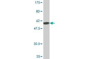 Western Blot detection against Immunogen (58. (PLSCR3 antibody  (AA 1-295))