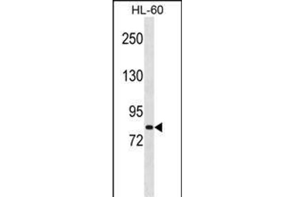 MSH5 Antikörper  (AA 525-552)