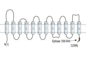 Solute Carrier Family 22 (Organic Cation Transporter), Member 1 (SLC22A1) peptide