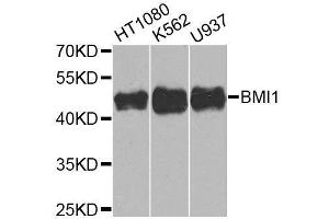 Western Blotting (WB) image for anti-BMI1 Polycomb Ring Finger Oncogene (BMI1) (AA 120-326) antibody (ABIN3020691)