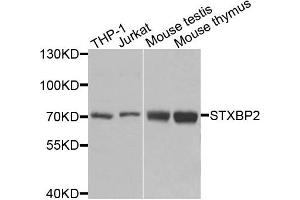 Western blot analysis of extracts of various cells, using STXBP2 antibody. (STXBP2 antibody)