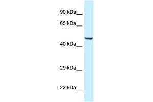 WB Suggested Anti-C9orf156 Antibody Titration: 1. (C9orf156 antibody  (Middle Region))