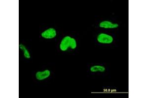 Image no. 3 for anti-Transcription Elongation Factor A (SII), 3 (TCEA3) (AA 1-349) antibody (ABIN598961) (TCEA3 antibody  (AA 1-349))