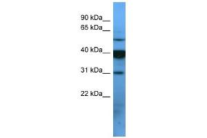 WB Suggested Anti-OR2T1 Antibody Titration: 0. (OR2T1 antibody  (C-Term))