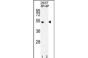 Western blot analysis of E2F1 Antibody  Pab (ABIN391858 and ABIN2841689) pre-incubated without(lane 1) and with(lane 2) blocking peptide in 293T cell line lysate. (E2F1 antibody  (AA 342-371))