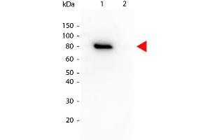 Western Blot of Mouse anti-Akt phospho T308 Biotin Conjugated antibody. (AKT1 antibody  (Internal Region, pThr308) (Biotin))