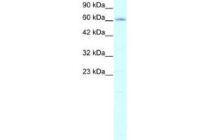 Human HepG2; WB Suggested Anti-IVNS1ABP Antibody Titration: 2. (IVNS1ABP antibody  (N-Term))