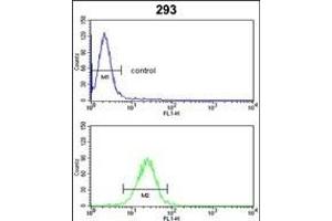CYP3A5 Antibody (Center) (ABIN652394 and ABIN2841919) flow cytometric analysis of 293 cells (bottom histogram) compared to a negative control cell (top histogram). (CYP3A5 antibody  (AA 186-218))