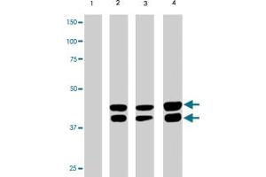 MAPK1/MAPK3 (phospho T202/204) monoclonal antibody, clone G15-B . (ERK2 antibody  (pThr202, pThr204))
