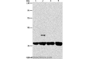 Western blot analysis of 293T and 231 cell, U937 and Raji cell, using SERPINA9 Polyclonal Antibody at dilution of 1:350