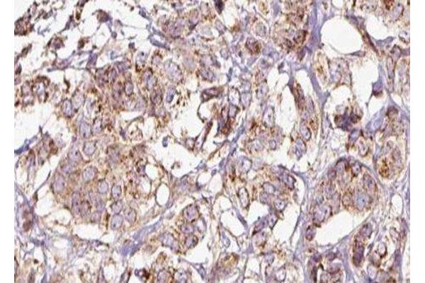 MRPL39 antibody  (C-Term)