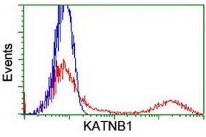 HEK293T cells transfected with either RC201852 overexpress plasmid (Red) or empty vector control plasmid (Blue) were immunostained by anti-KATNB1 antibody (ABIN2455210), and then analyzed by flow cytometry. (KATNB1 antibody)