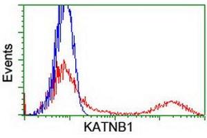 HEK293T cells transfected with either RC201852 overexpress plasmid (Red) or empty vector control plasmid (Blue) were immunostained by anti-KATNB1 antibody (ABIN2455210), and then analyzed by flow cytometry.