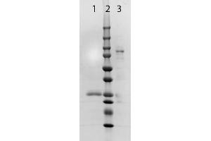 SDS PAGE of Fab Anti-RABBIT IgG (GOAT) Antibody. (Goat anti-Rabbit IgG (Heavy & Light Chain) Antibody - Preadsorbed)